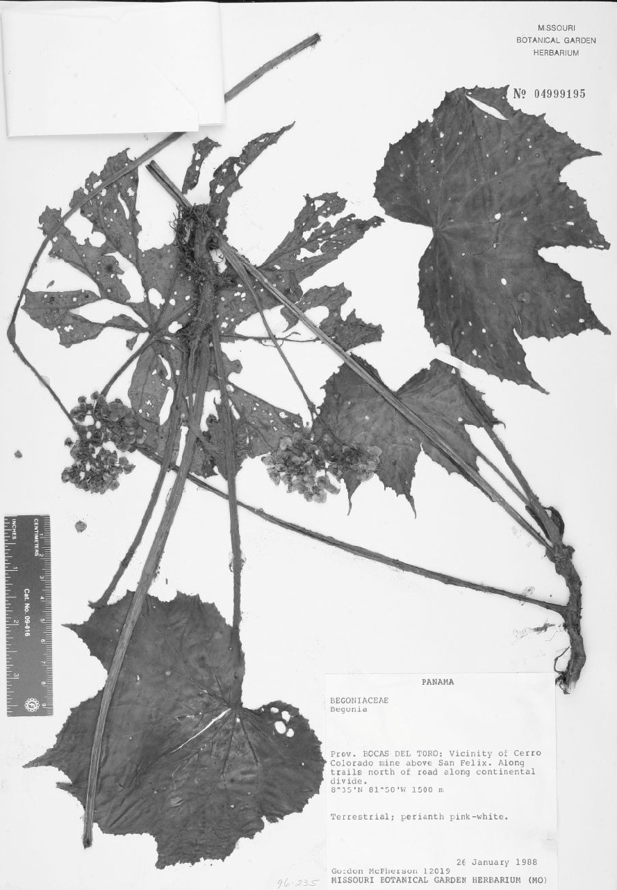 B. mcphersonii